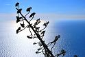 fiore di agave